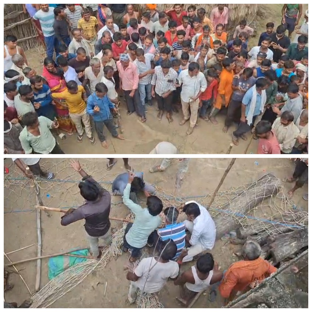 हरपालपुर में जंगली सूअर का आतंक, नौ लोग घायल, ग्रामीणों ने खुद पकड़ा