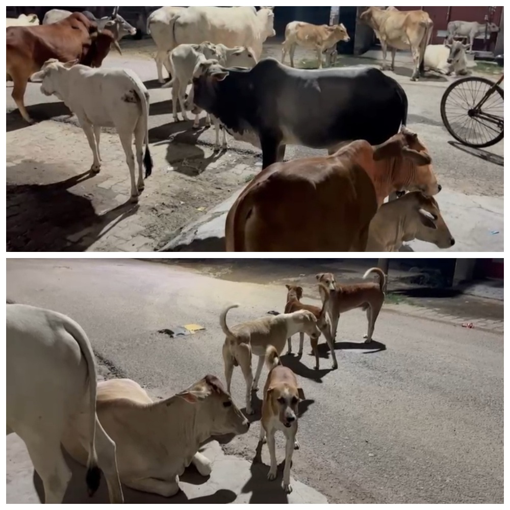 आवास विकास में नगर पालिका की लापरवाही से मुहाल जिंदगी, आवारा पशुओं का आतंक