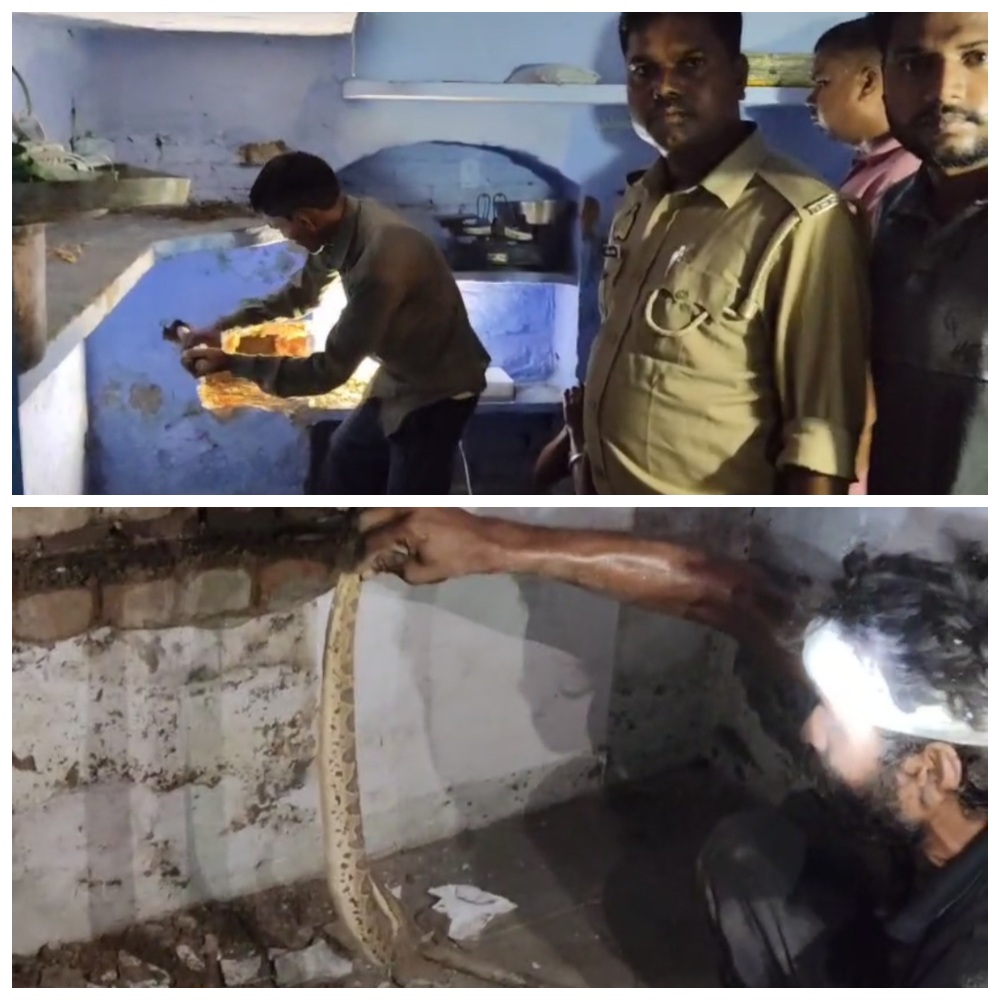 चाय की दुकान और मकान के बीच छिपा अजगर, 4 घंटे रेस्क्यू के बाद सपेरे ने निकाला, वन विभाग की मौजूदगी में जंगल में छोड़ा गया