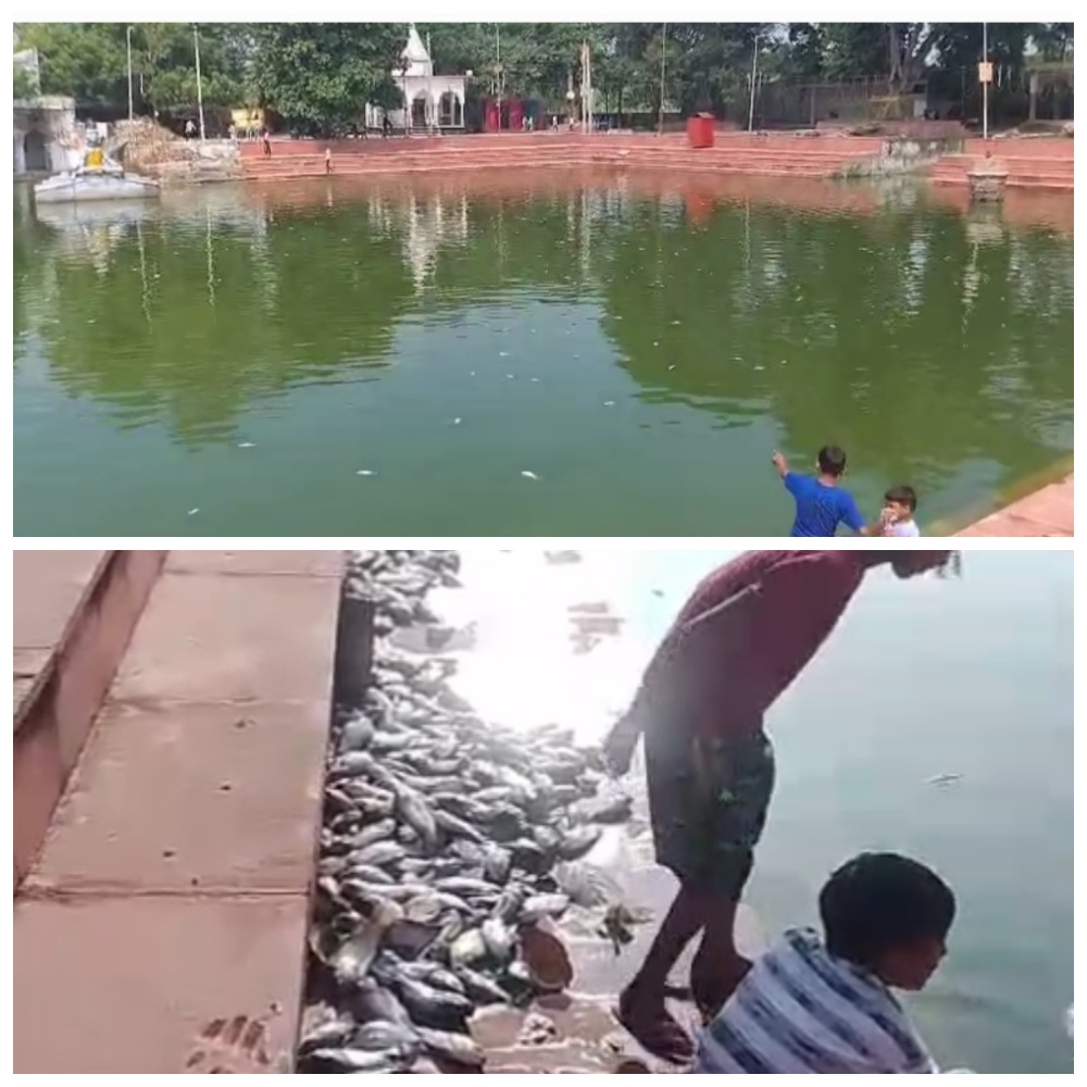 शीतला माता मंदिर सरोवर में मरी मछलियों से फैली बदबू, लापरवाही पर उठे सवाल
