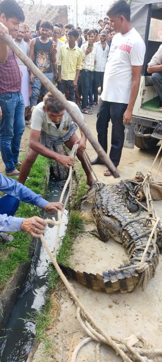 हरदोई में पूरी रात चले रेस्क्यू के बाद पकड़ा गया तीन कुंतल का मगरमच्छ, वन विभाग और राजस्व टीम ने रात भर नहीं उठाया पीडितों का फोन, ग्रामीणों ने पुलिस के साथ मिलकर पकड़ा
