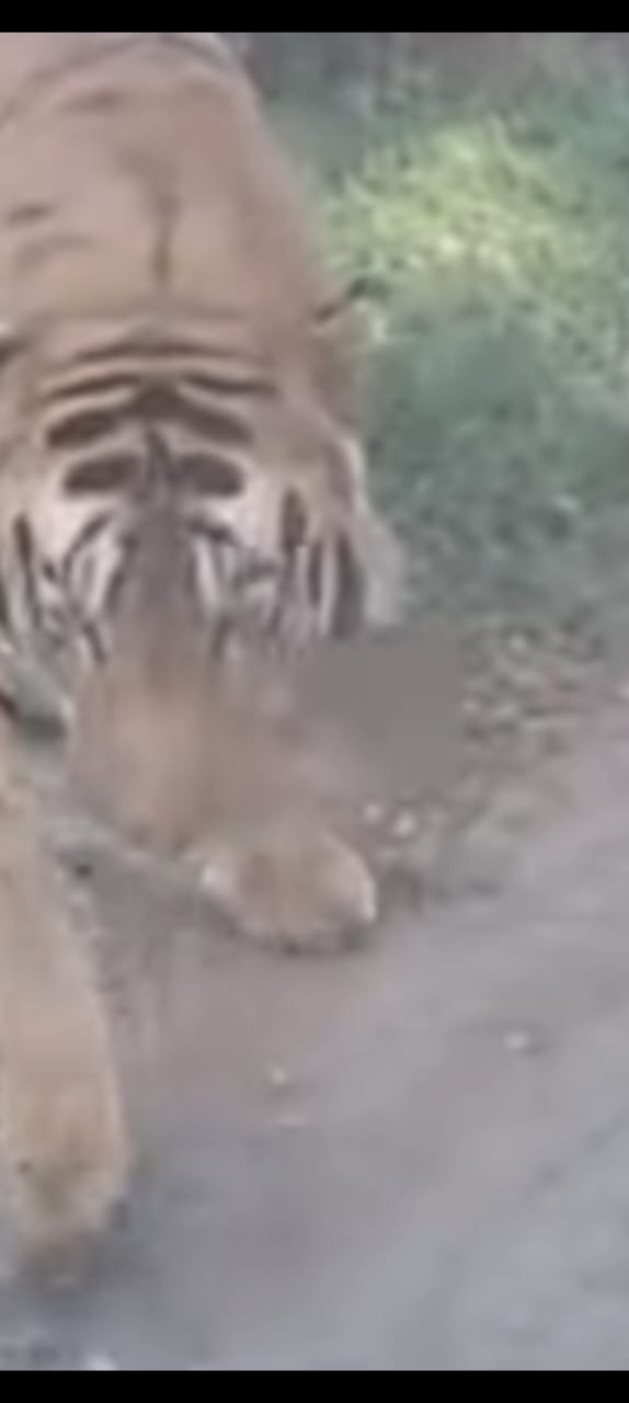 बिलालपुर गांव में बाघ की दस्तक से दहशत, ग्रामीणों ने की सुरक्षा की मांग