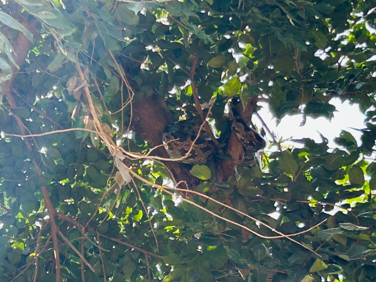 हरदोई में सांपों का आतंक जारी,पेड़ पर बैठा मिला 8 फीट लंबा अजगर,मचा हड़कंप,वन विभाग की टीम ने डाल काटकर किया रेस्क्यू