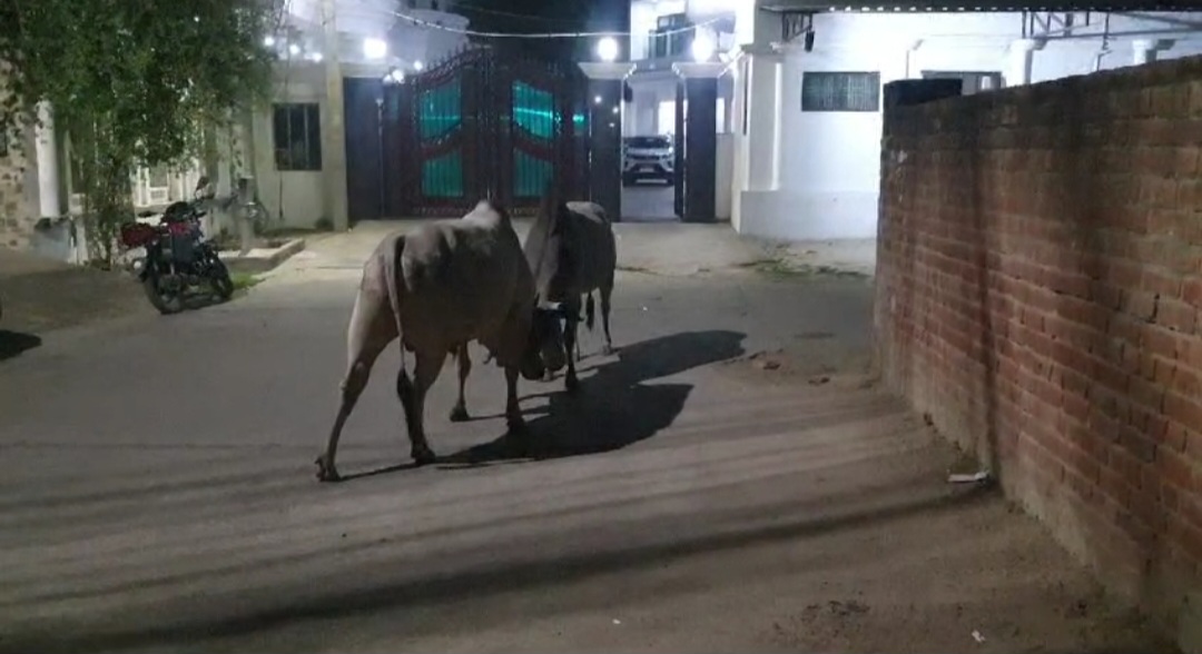 बीजेपी विधायक के घर के बाहर लड़ बैठे माहबली,हरदोई में एक घंटे से ज्यादा चली बुल फाइट,बुल फाइट के दौरान कई गाड़ियों को हुआ नुकसान