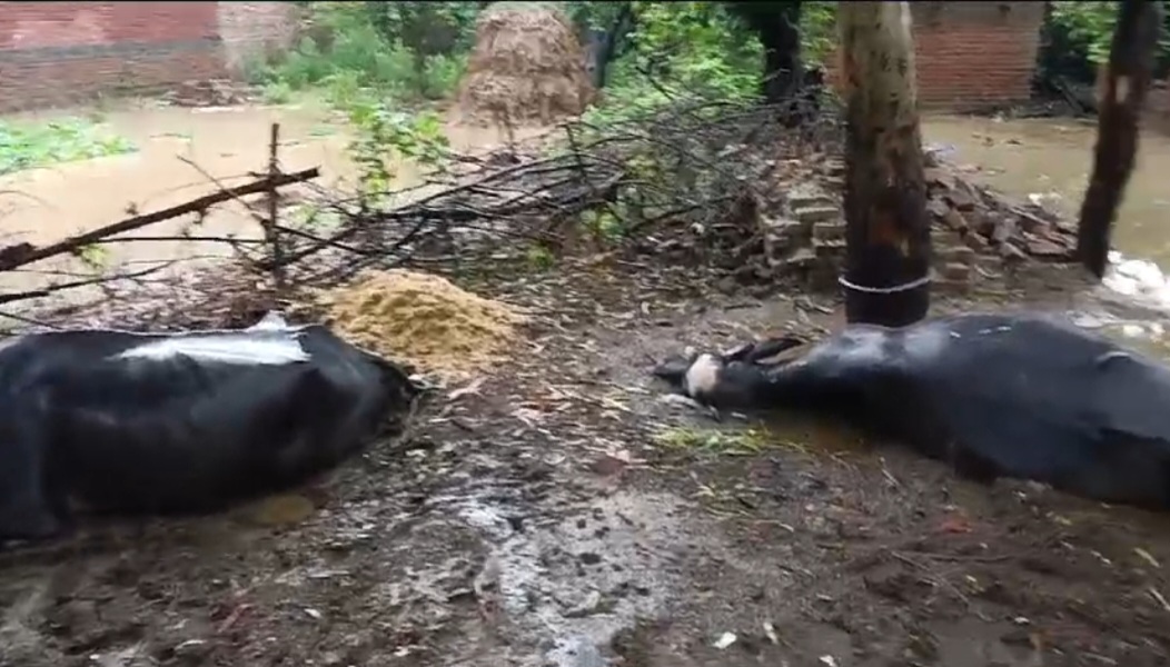 हरदोई में बारिश के बीच बिजली गिरने से मर गईं 3 भैंस