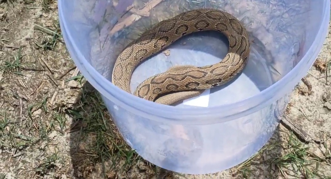 सरकारी स्कूल में निकल आया कोबरा से भी जहरीला रसल वाइपर