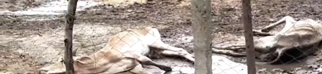 गौशाला बनी बध शाला, भूख से तड़प तड़प कर मर रहीं गाय एवं गौ बंश