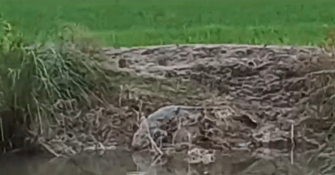 लोनार कोतवाली इलाके के गांव कल्लन सराय में गुरुवार की रात देखा गया मगरमच्छ, 