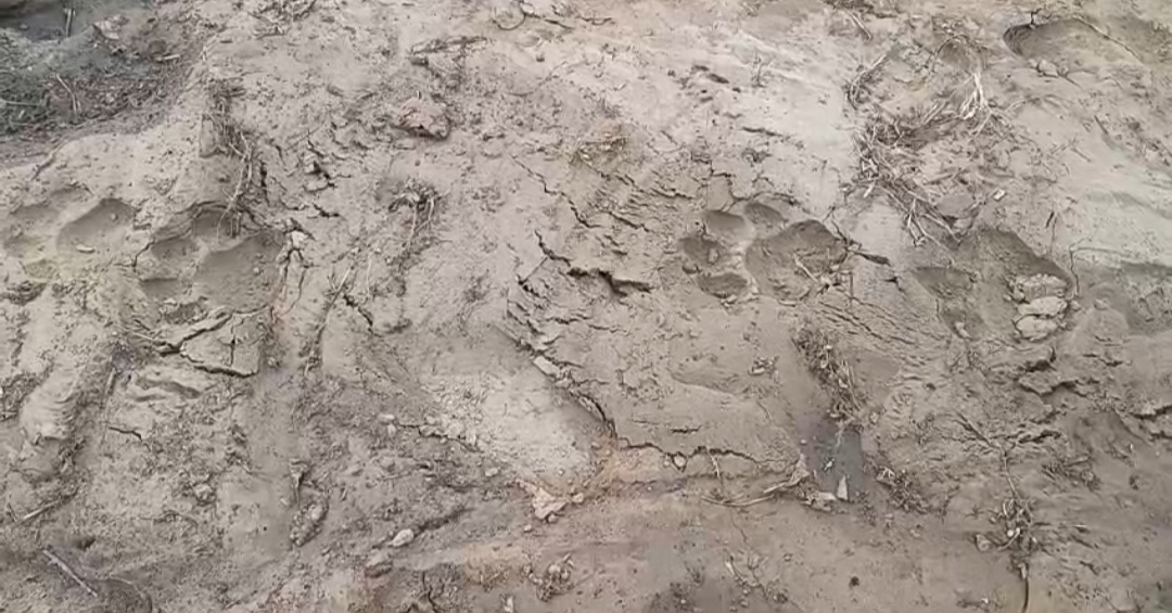 अतरौली के महुआ डांडा गांव में चंद्रवीर सिंह के खेत मे देखे गए तेंदुए के पगचिह्न,वन विभाग की टीम ने शुरू की कांबिंग