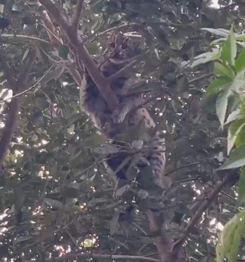 हरदोई के आदमपुर गांव में निकला तेंदुआ, ग्रामीणों को देख पेड़ पर चढ़ा,  जिम्मेदारों ने नहीं उठाए फोन तो वीडियो बनाकर सोशल मीडिया पर किया वायरल, सुरक्षा की गुहार