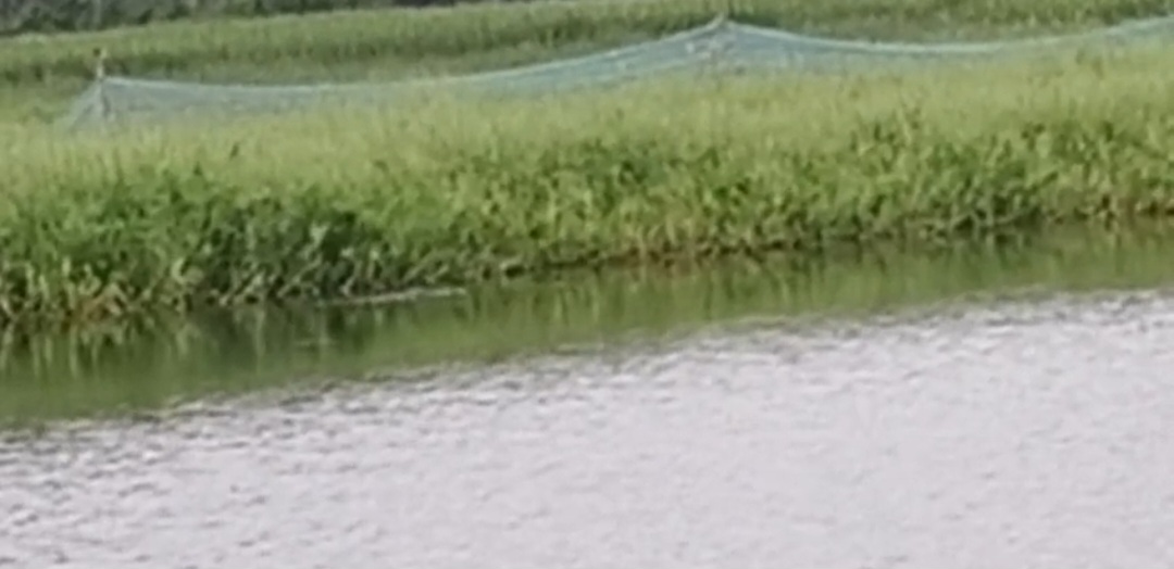 सिमरामा गांव के तालाब में दिखा मगरमच्छ, ग्रामीणों में दहशत